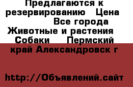 Предлагаются к резервированию › Цена ­ 16 000 - Все города Животные и растения » Собаки   . Пермский край,Александровск г.